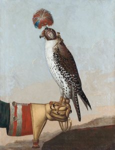 Faucon gerfaut islandais, 1759