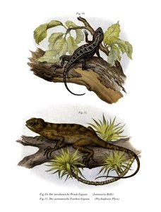 Iguane