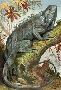 Iguane, planche de Brehms Tierleben: Allgemeine Kunde des Tierreichs, vol.7, p.88, publié par Bibliographisches Institut, 1892