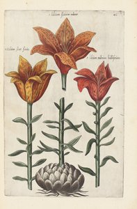 Illustration de "Florilegium ... tractans de variis floribus et aliis indicis plantis as vivum delineatum in duabus partis et quatuor linguis concinnatum" par Emanuel Sweert, 1612-14 - German School