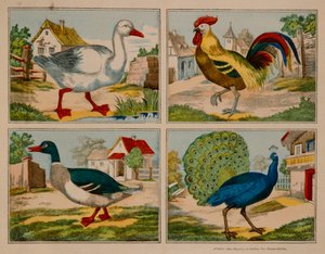 Illustration montrant un canard, une oie, un paon et un coq - German School