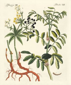 Plantes tinctoriales importantes - German School