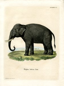 Éléphant indien