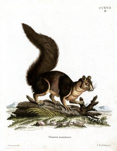 Écureuil géant indien
