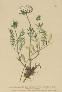 Astragale australe (Astragalus australis) - German School