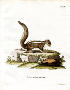 Écureuil palmiste indien