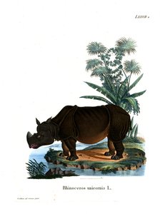 Rhinocéros indien