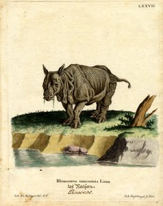 Rhinocéros indien - German School