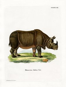 Rhinocéros indien - German School