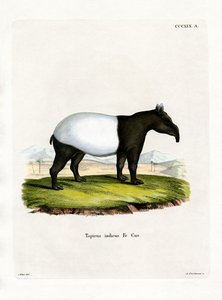 Tapir indien