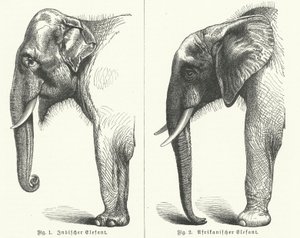 Éléphants indiens et africains (gravure) - German School
