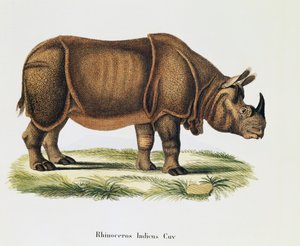 Rhinocéros indien, de Mammifères illustrés de la Nature avec descriptions, par Johann Christian Daniel von Schreber, gravure et dessin par A Fleischmann, volume 6-7, table 317-D-D, Allemagne - German School