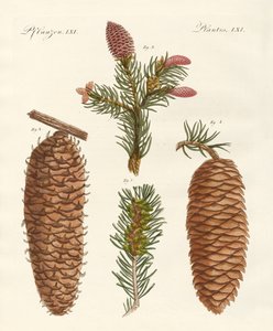 Bois conifères indigènes - German School
