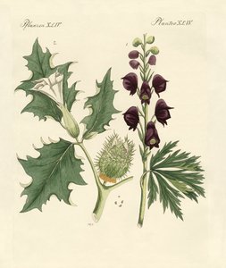 Plantes vénéneuses indigènes - German School