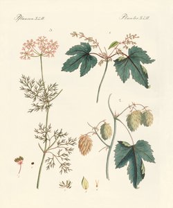 Plantes épicées indigènes