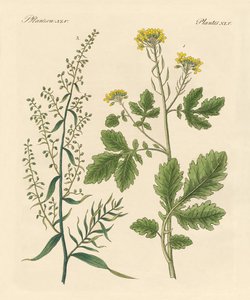 Plantes épicées indigènes - German School