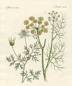 Plantes épicées indigènes - German School
