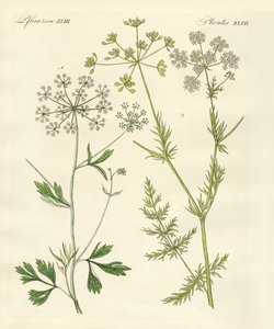 Plantes épicées indigènes