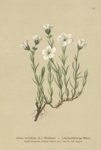 Sabuline des Alpes internes (Alsine laricifolia, Minuartia laricifolia, Arenaria laricifolia) - German School