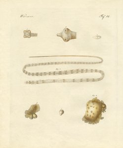 Vers intestinaux (gravure en couleur) - German School