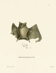 Chauve-souris d