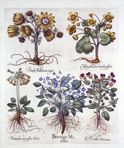 Ipheion Rolf Fiedler Spring Starflower, Marsh Marigold, Pseudo Helleborus, Viola Tricolor et Cowslip, de Hortus Eystettensis, par Basil Besler, pub. 1613