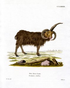 Mouton Jacob