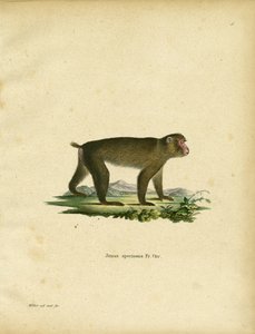 Macaque japonais - German School