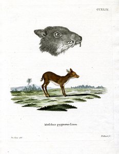 Chevrotain de Java
