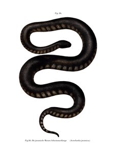 Serpent fichier de Java - German School