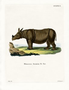 Rhinocéros de Java
