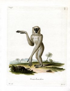 Gibbon argenté de Java - German School