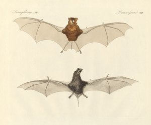 Chauves-souris javanaises