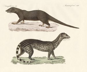 Prédateurs javanais