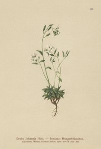 Drave de Johann (Draba Johannis)