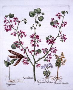 Arbre de Judas, muguet, lunaire, hépatiques, de Hortus Eystettensis, par Basil Besler, pub. 1613 - German School