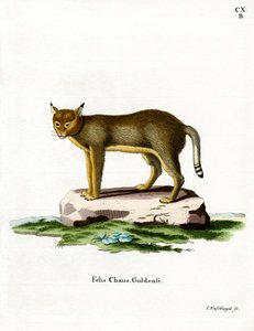 Chat des jungles - German School