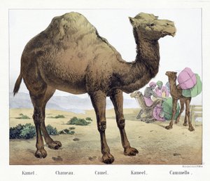Kamel. / Chameau. / Camel. / Kameel. / Cammello, pub. milieu du XIXe siècle - German School
