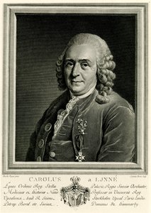 Carl von Linné - German School