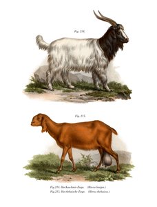 Chèvre du Cachemire, 1860 - German School