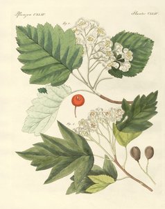 Types de bois allemands - German School