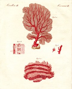 Types de coraux (gravure en couleur)