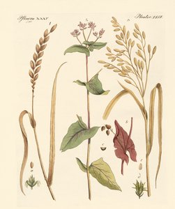 Types de maïs