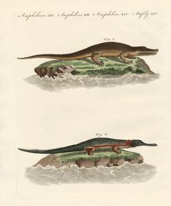 Types de crocodiles - German School