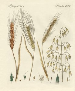 Types de grains