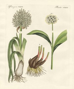 Types de poireaux