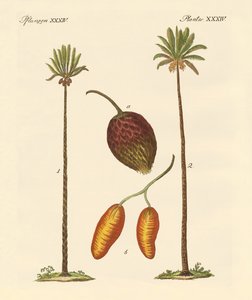 Types de palmiers - German School