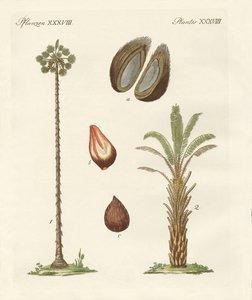 Types de palmiers