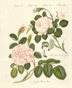 Différentes sortes de roses - German School