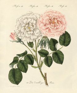 Types de roses - German School